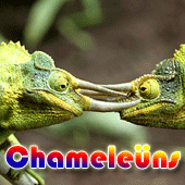 Chameleüns graphic