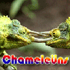 Chameleuns thumbnail